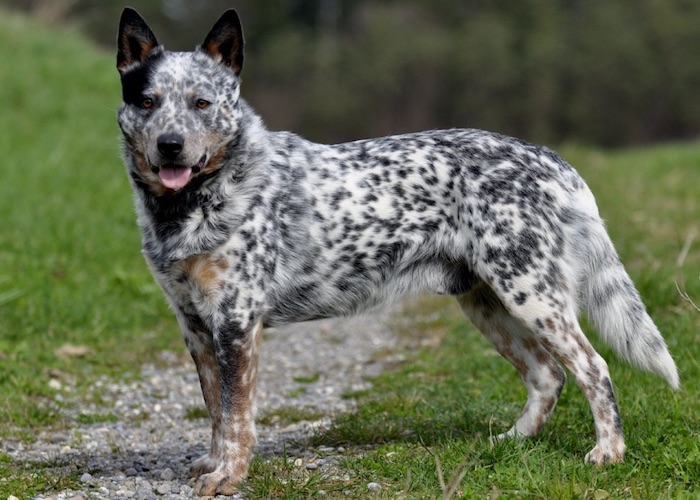 L'incidenza della Sordità Neurosensoriale Congenita Ereditaria nell'Australian Cattledog e correlazioni con le caratteristiche del mantello e il sesso