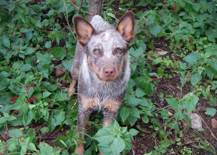 I colori del mantello nell'Australian Cattledog