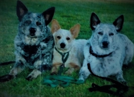 Ruby Blue ADX JD TD ET - Adavale Red Stella JD - Alice Long AD JD TD ET
