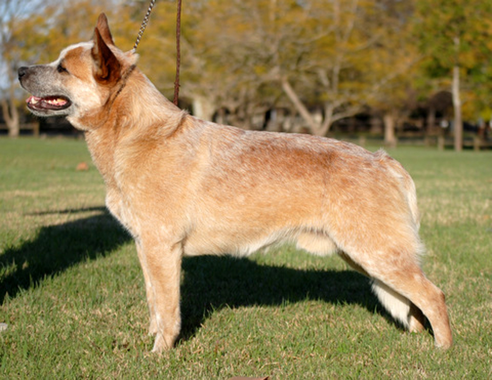 Aust Ch Heelersridge Wild Colonial Boy TDX ET