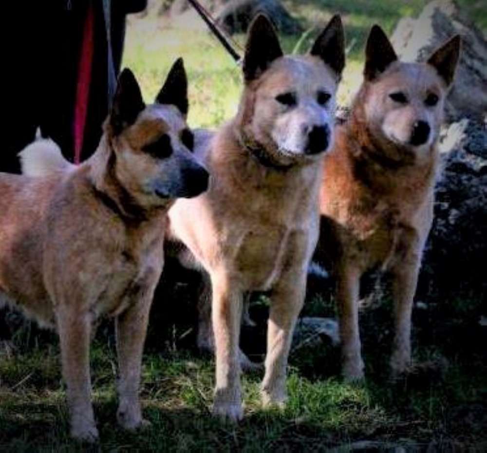 Heelersridge Riverina HIT TD - Aust Ch Heelersridge Hobart HIT TD - Aminya Molly Mudlark TD