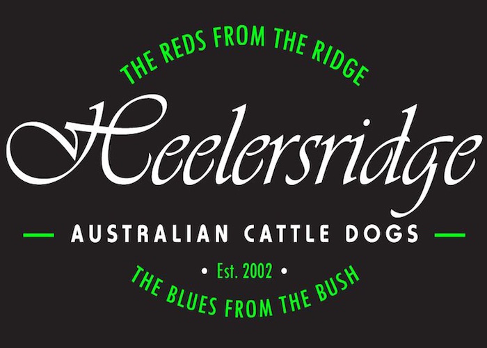 Intervista a Gayle Jarvis (Allevamento Heelersridge, AUS)