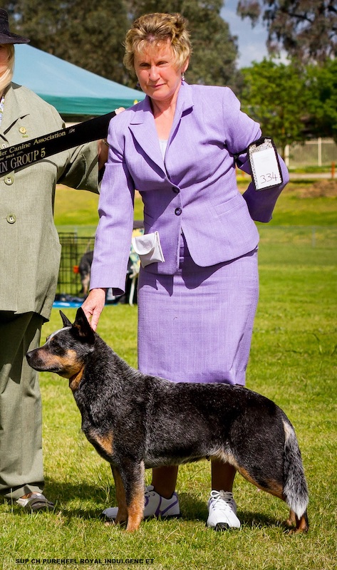 Heelersridge Riverina HIT TD - Aust Ch Heelersridge Hobart HIT TD - Aminya Molly Mudlark TD