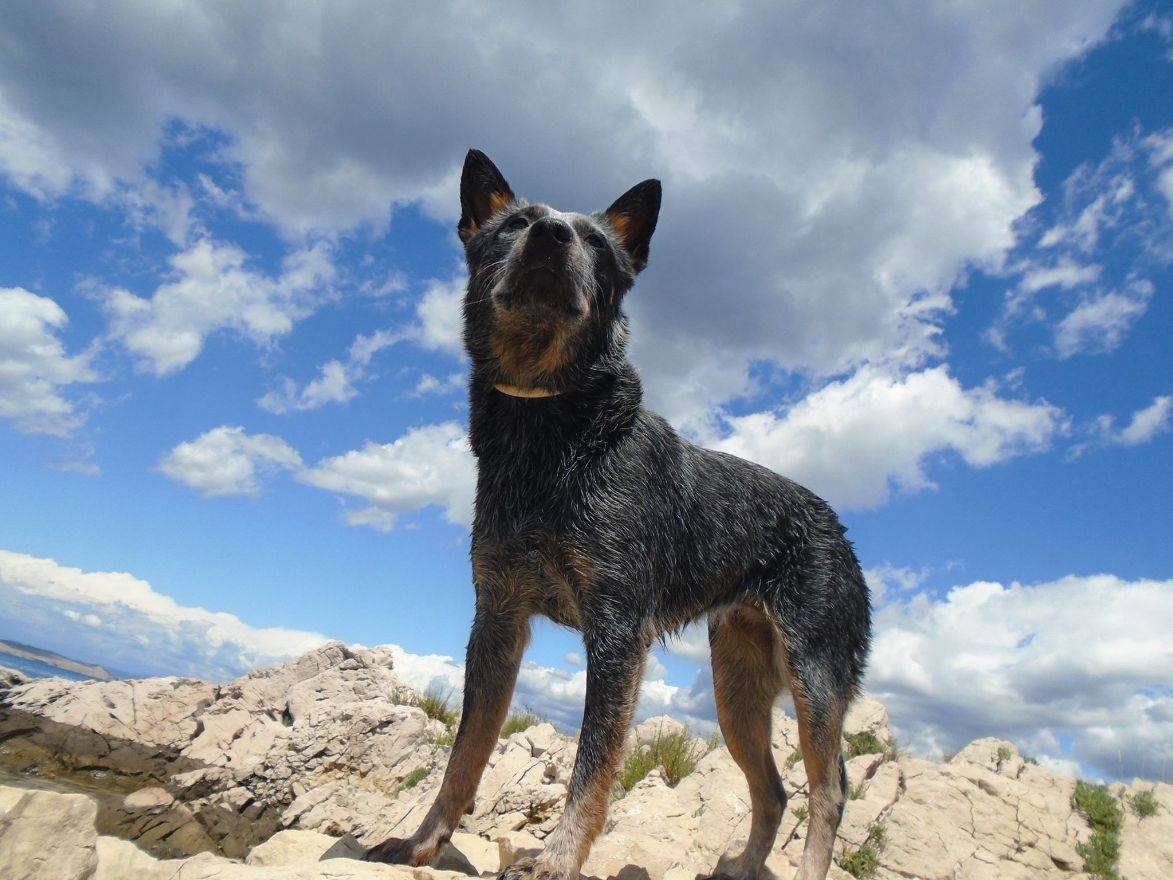 ACD