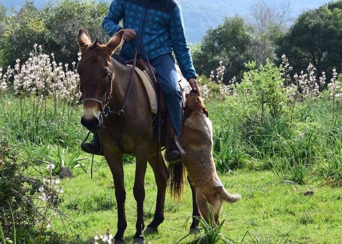 La longevità dell'Australian Cattle Dog