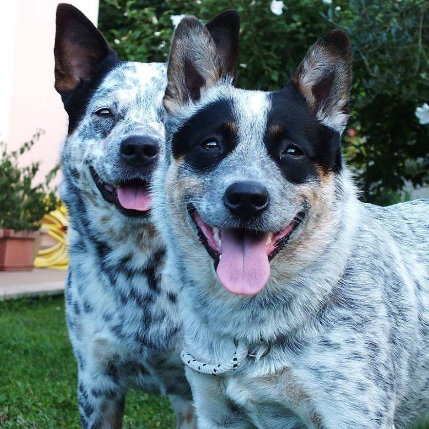 ACD